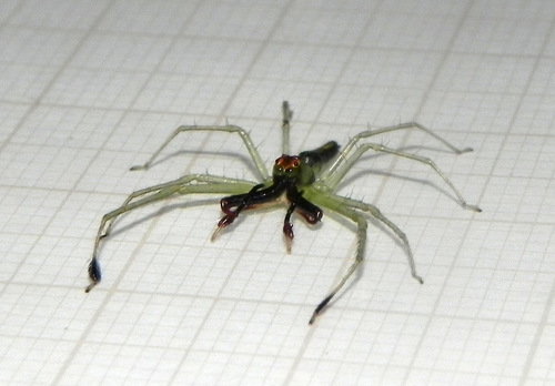 jumping spiders