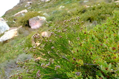 Phylica maximiliani