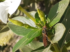 Polistes weyrauchorum