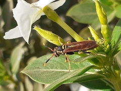 Polistes weyrauchorum