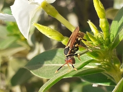 Polistes weyrauchorum