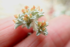 Helichrysum litorale