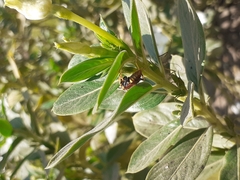 Polistes weyrauchorum