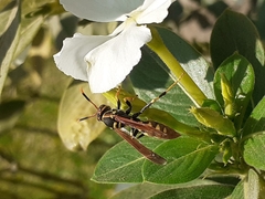 Polistes weyrauchorum