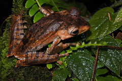 Polypedates pseudotilophus