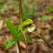 Large Whorled Pogonia - Photo (c) Jason Hollinger, some rights reserved (CC BY-ND)