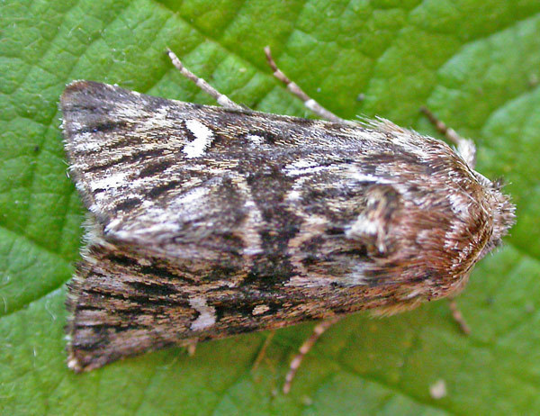 Calophasia