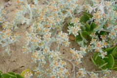 Helichrysum litorale