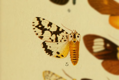 Alpenus dollmani