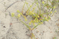 Crassula subulata fastigiata