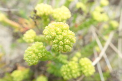 Crassula subulata fastigiata