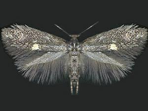 Perittia