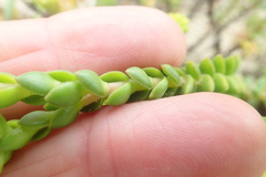 Crassula subulata fastigiata
