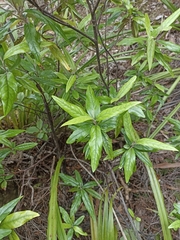 Corokia buddleioides