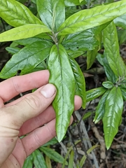 Corokia buddleioides