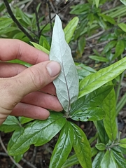 Corokia buddleioides