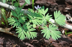 Dicentra