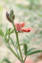 Indigofera candicans