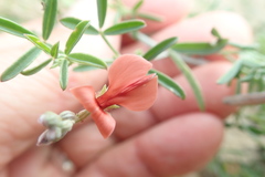Indigofera candicans