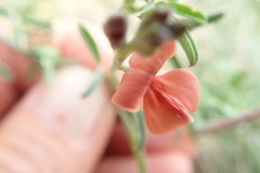 Indigofera candicans