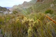 Erica leucanthera