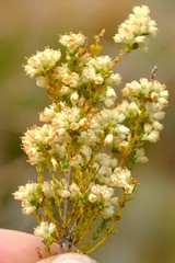 Erica leucanthera