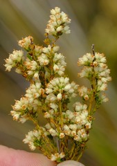 Erica leucanthera