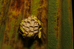 Mischocyttarus basimacula
