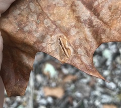 Ectoedemia platanella