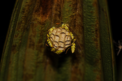 Mischocyttarus basimacula
