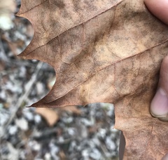 Ectoedemia platanella