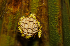 Mischocyttarus basimacula