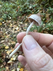 Inocybe pudica