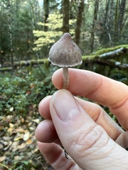 Inocybe pudica