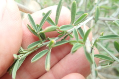 Indigofera candicans
