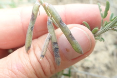 Indigofera candicans