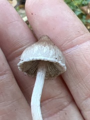 Inocybe pudica