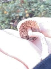 Inocybe pudica