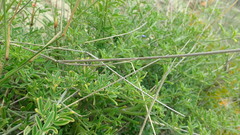Indigofera candicans