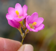 Ixia divaricata