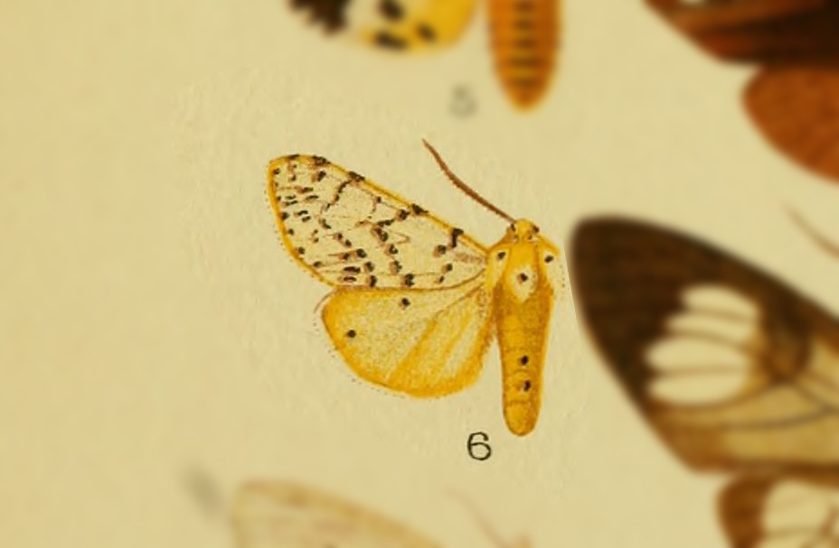 Eyralpenus meinhofi