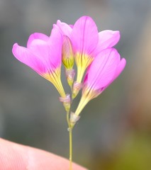 Ixia divaricata