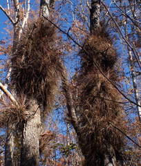 Tillandsia bartramii