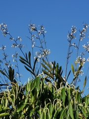 Epidendreae