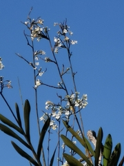 Epidendreae