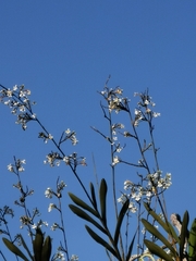 Epidendreae