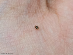 Scymnobius galapagoensis