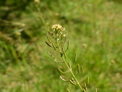 Descurainia erodiifolia