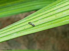 Diaphorina