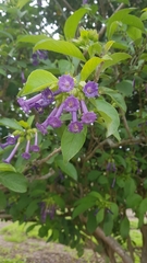 Iochroma